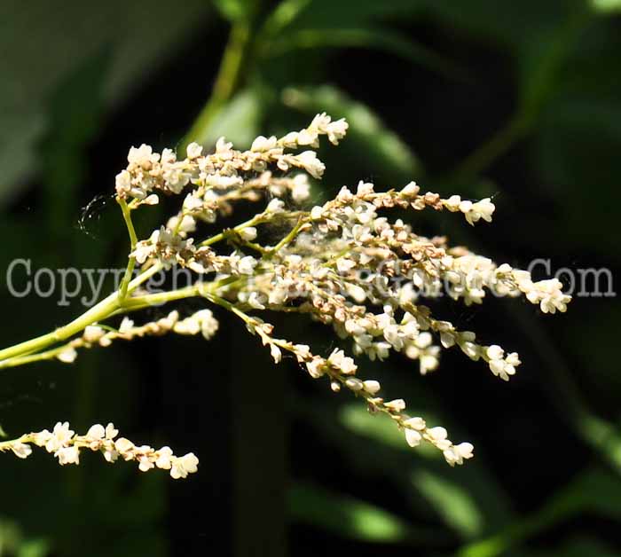 PGC-P-Polygonum-alpinum-aka-Alpine-Knotweed-2