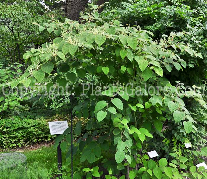 PGC-P-Polygonum-cuspidatum-aka-Japanese-Knotweed-5