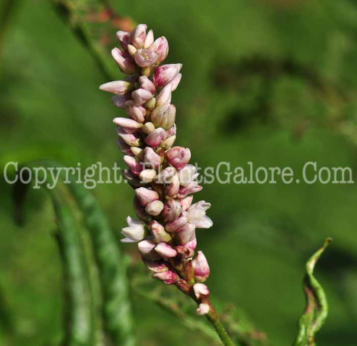 PGC-A-Polygonum-pensylvanicum-aka-Smartweed-1013v-1