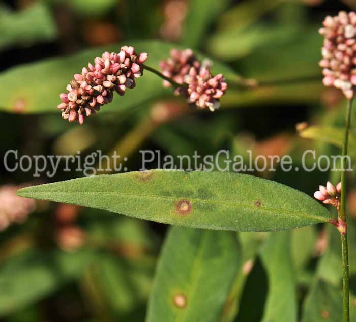 PGC-P-Polygonum-persicaria-Beal-8-2011-002