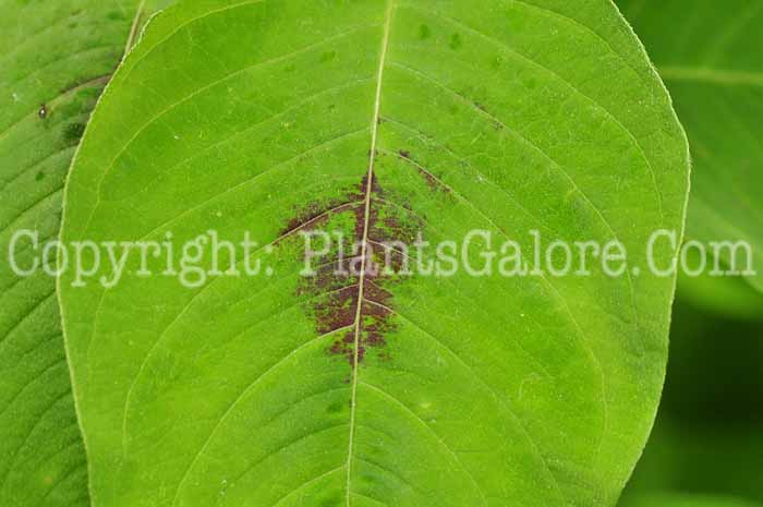 PGC-P-Polygonum-virginianum-aka-Jumpseed-513-2