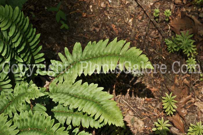 PGC-F-Polystichum-acrostichoides-aka-Christmas-Fern-1