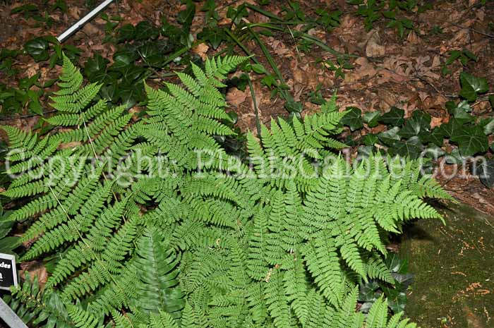 PGC-F-Polystichum-acrostichoides-aka-Christmas-Fern-2