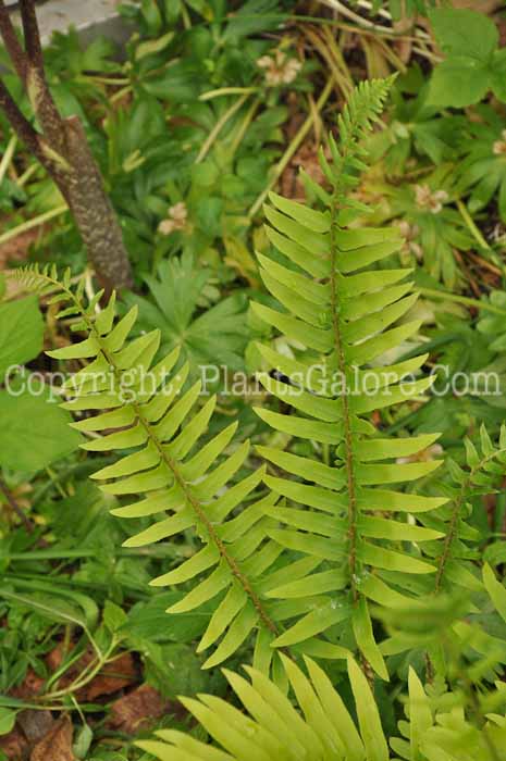 PGC-F-Polystichum-acrostichoides-aka-Christmas-Fern-3