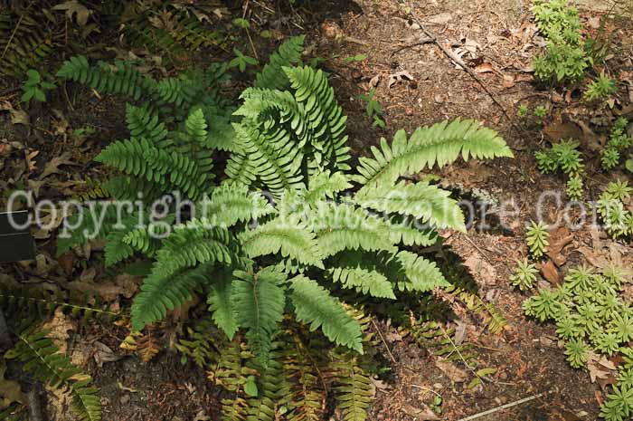 PGC-F-Polystichum-acrostichoides-aka-Christmas-Fern-5