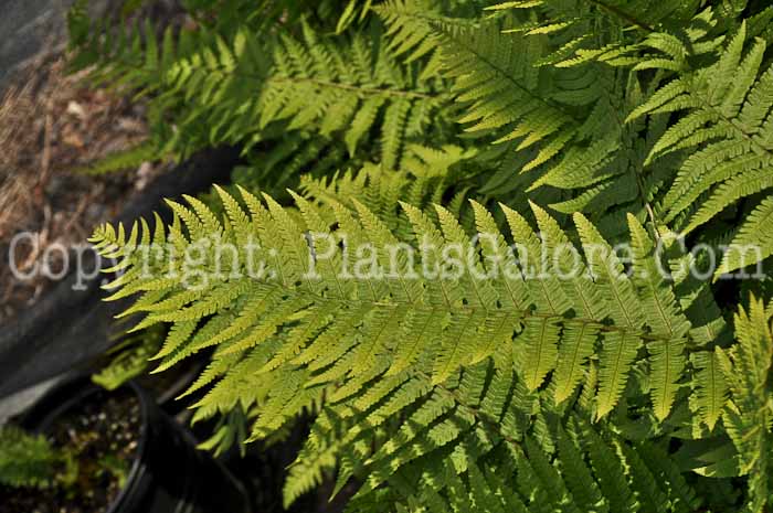 PGC-F-Polystichum-makinoi-Makinos-Holly-Fern-1