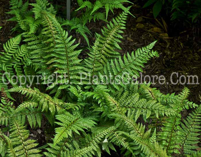 PGC-F-Polystichum-makinoi-Makinos-Holly-Fern-3