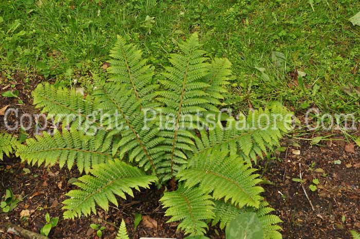 PGC-F-Polystichum-piceopaleaceum-aka-Shield-Fern-2