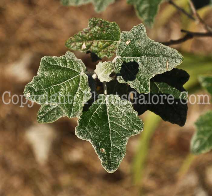 PGC-T-Populus-alba-07-2012-10