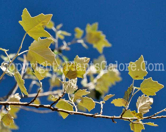 PGC-T-Populus-alba-07-2012-11