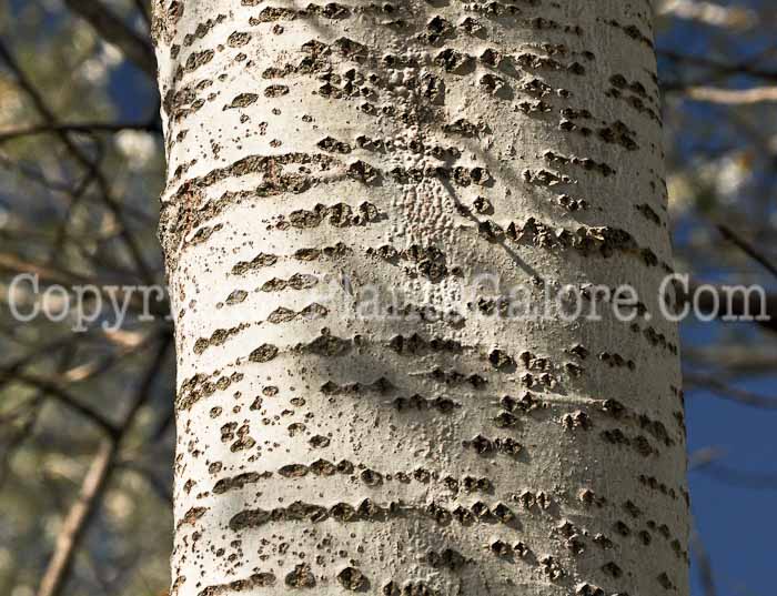 PGC-T-Populus-alba-07-2012-3