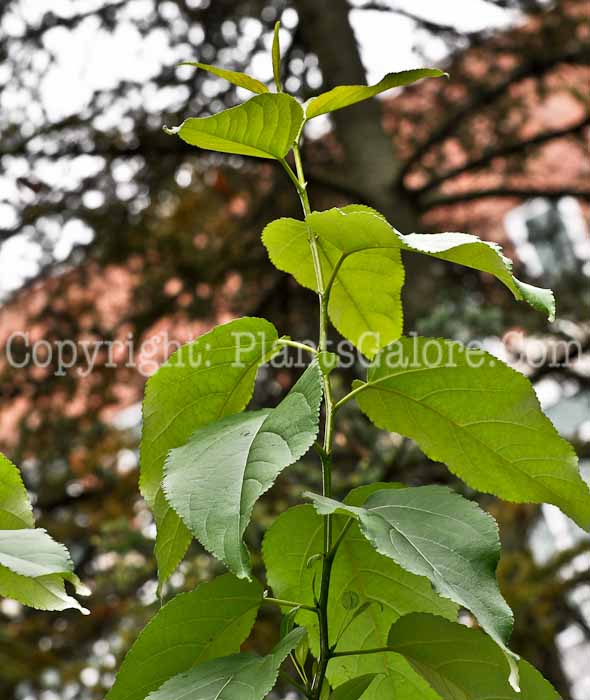 PGC-T-Populus-balsamifera-aka-Balsam-Poplar-1