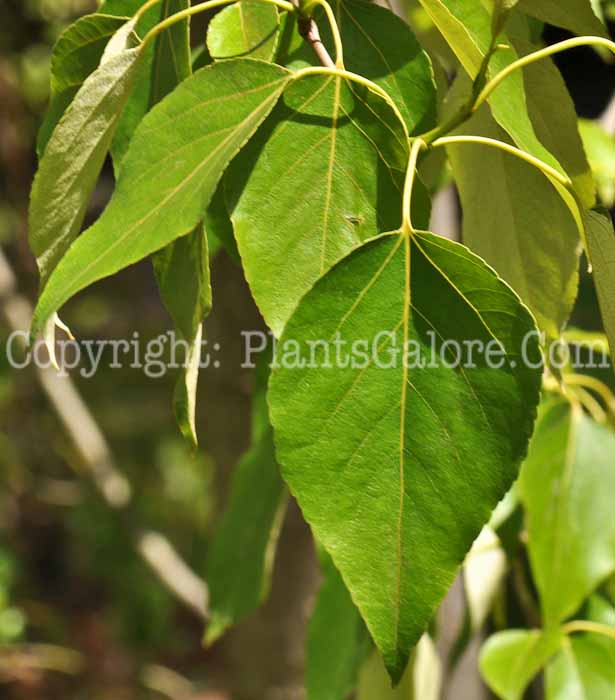 PGC-T-Populus-balsamifera-aka-Balsam-Poplar-4