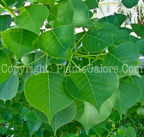 PGC-T-Populus-deltoides-aka-Eastern-Cottonwood-4-1