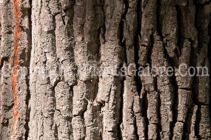 PGC-T-Populus-deltoides-aka-Eastern-Cottonwood-7