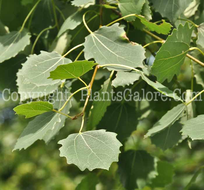 PGC-T-Populus-tremula-Tahoe-0-2010-01