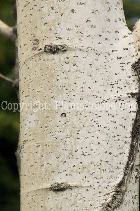 PGC-T-Populus-tremula-Tahoe-0-2010-03