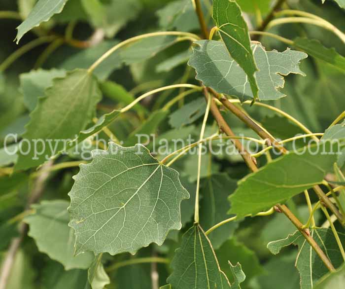 PGC-T-Populus-tremula-Tahoe-0-2010-04