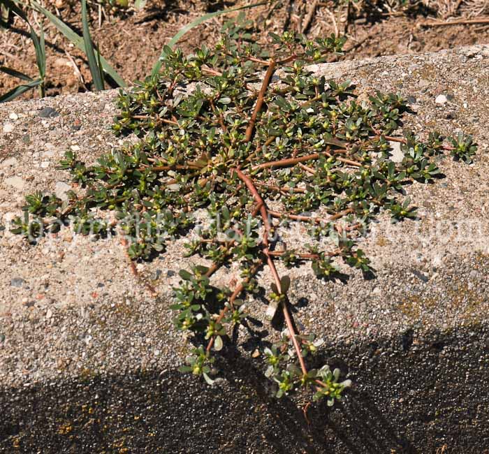 PGC-P-Portulaca-oleracea-0002