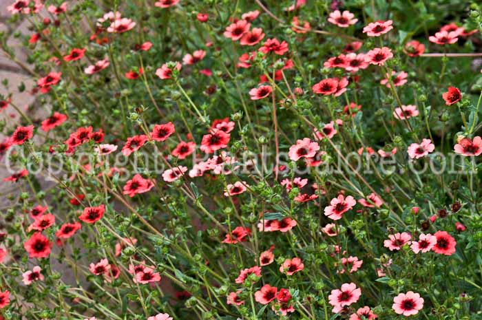 PGC-S-Potentilla-atrosanguinea-Monarchs-Velvet-2010-03