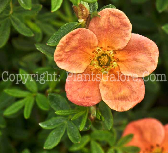 PGC-S-Potentilla-fruticosa-Uman-05-12-1