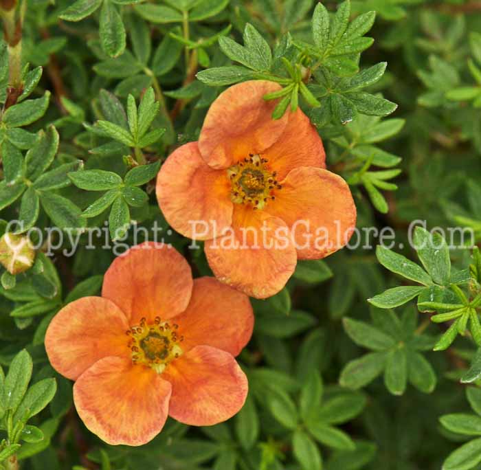 PGC-S-Potentilla-fruticosa-Uman-05-12-2