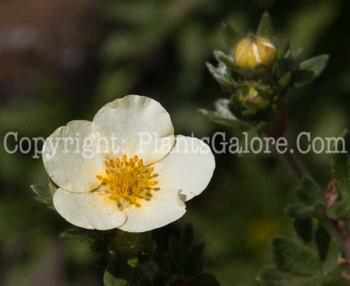PGC-S-Potentilla-fruticosa-Vilmoriniana-0714b-1
