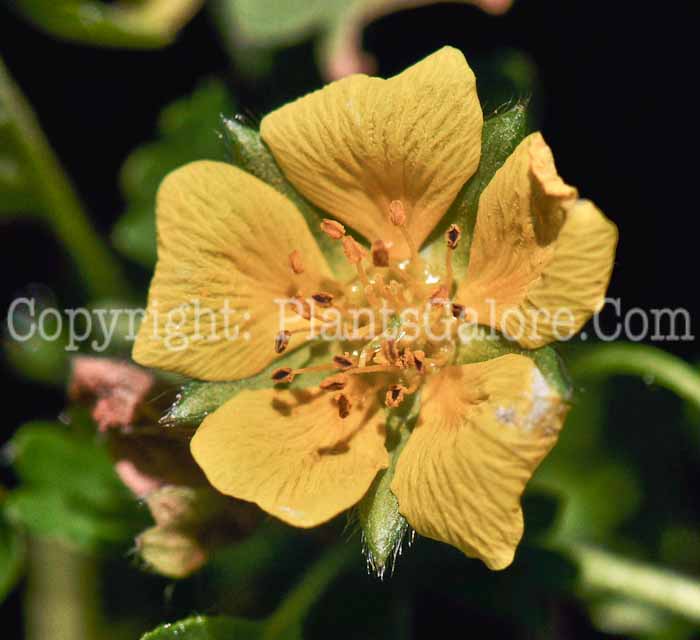 PGC-S-Potentilla-neumanniana-Nana-06-12-5