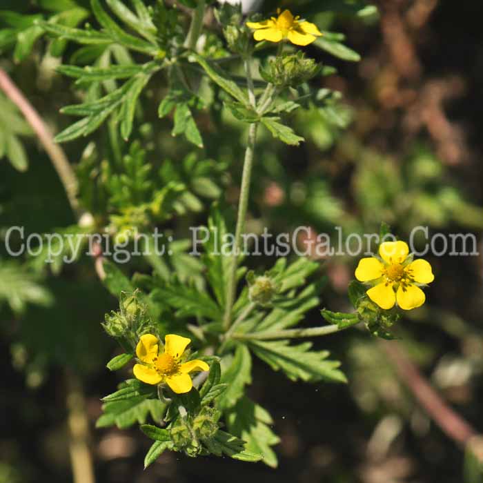 PGC-S-Potentilla-pensylvanica-aka-Prairie-Cinquefoil-2