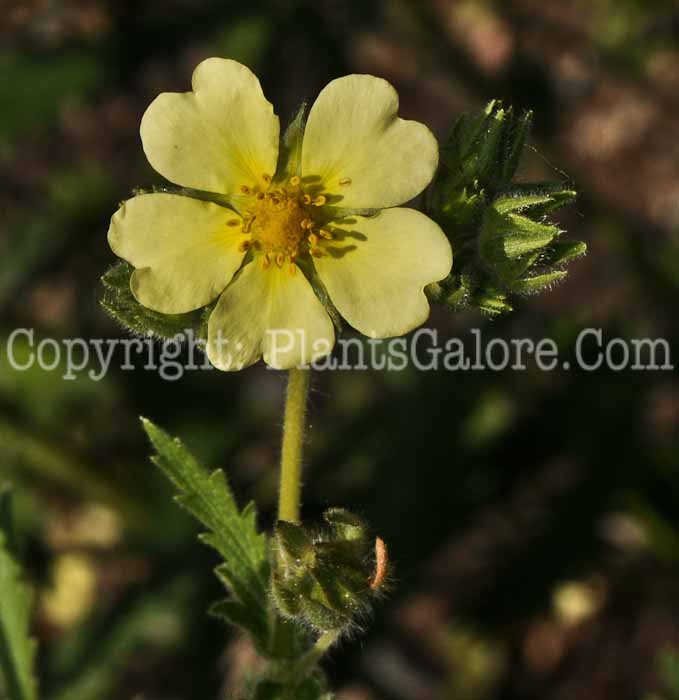 PGC-S-Potentilla-recta-aka-Sulphur-Cinquefoil-1