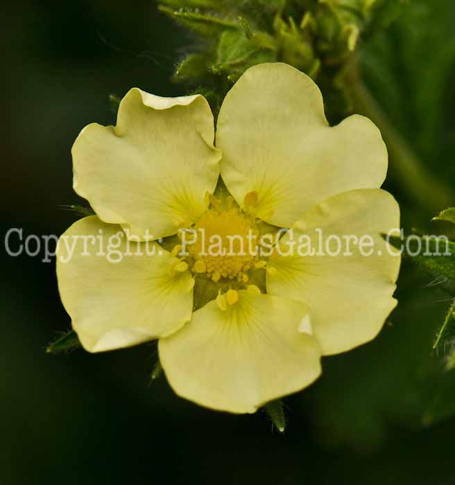 PGC-S-Potentilla-recta-aka-Sulphur-Cinquefoil-11