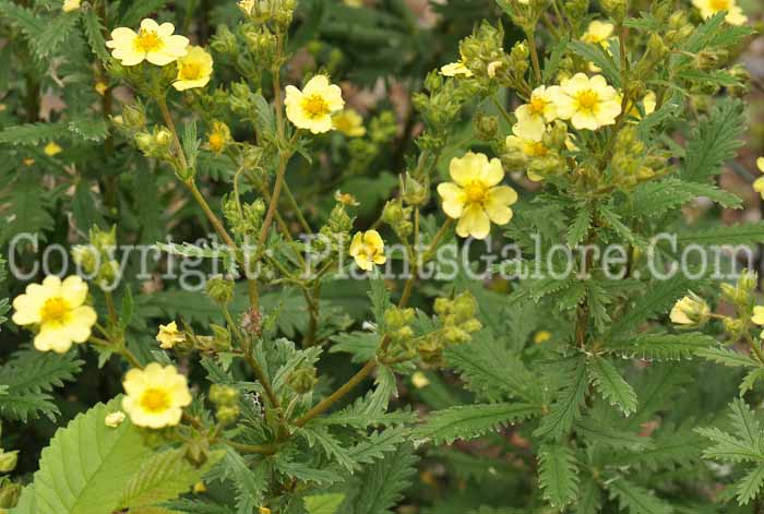 PGC-S-Potentilla-recta-aka-Sulphur-Cinquefoil-4