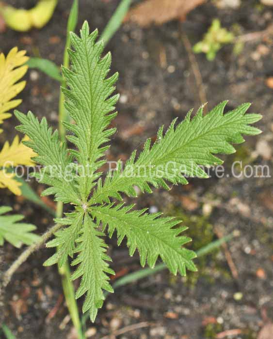 PGC-S-Potentilla-recta-aka-Sulphur-Cinquefoil-8