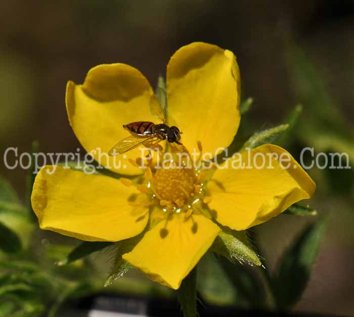 PGC-S-Potentilla-reptans-aka-Creeping-Cinquefoil-1