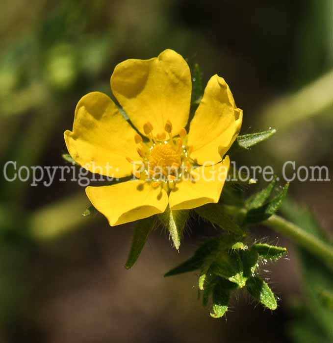 PGC-S-Potentilla-reptans-aka-Creeping-Cinquefoil-2
