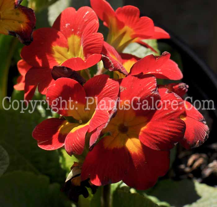 PGC-P-Primula-Crescendo-Red-03-2012-3