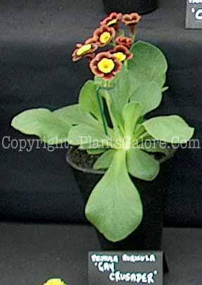 PGC-P-Primula-auricula-Gay-Crusader-2010-0002
