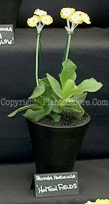 PGC-P-Primula-auricula-Hilton-Fields-4x-2010