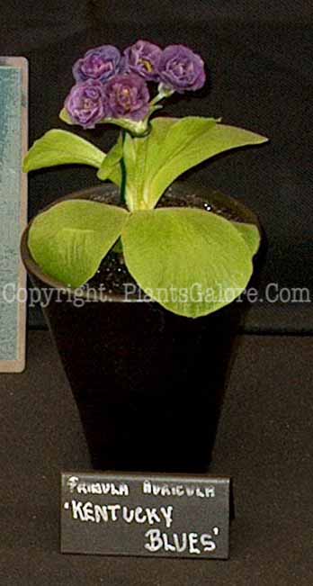 PGC-P-Primula-auricula-Kentucky-Blues-5x-2010