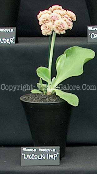PGC-P-Primula-auricula-Lincoln-Imp-1x-2010