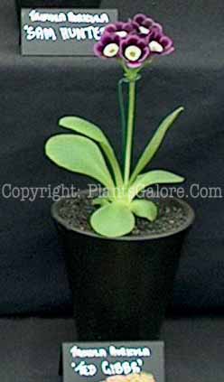 PGC-P-Primula-auricula-Ted-Gibb-2010-0002