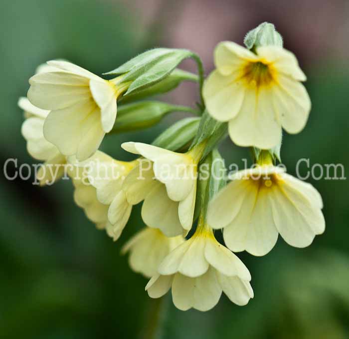 PGC-P-Primula-veris-aka-Oxlip-0514f-1