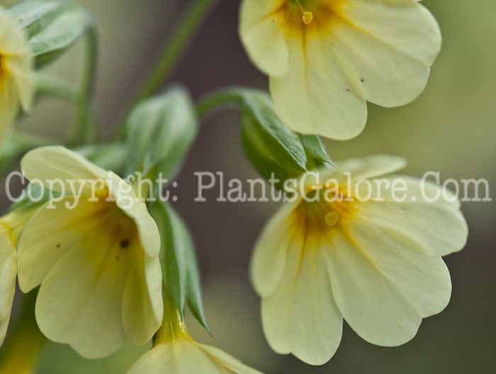 PGC-P-Primula-veris-aka-Oxlip-0514f-5