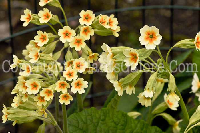 PGC-P-Primula-veris-msu-04-2012-1a