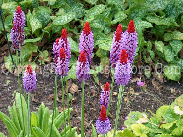 PGC-P-Primula-vialli-aka-Poker-Primrose-1
