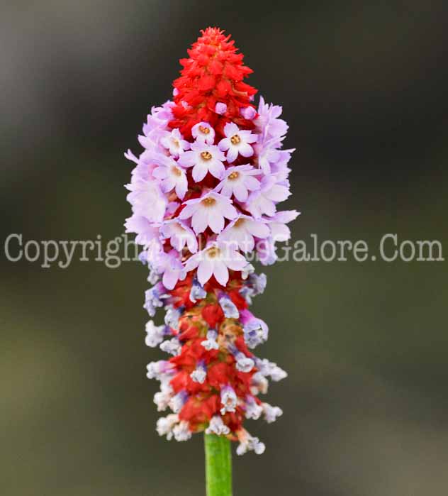 PGC-P-Primula-vialli-aka-Poker-Primrose-11
