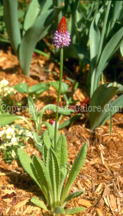 PGC-P-Primula-vialli-aka-Poker-Primrose-2