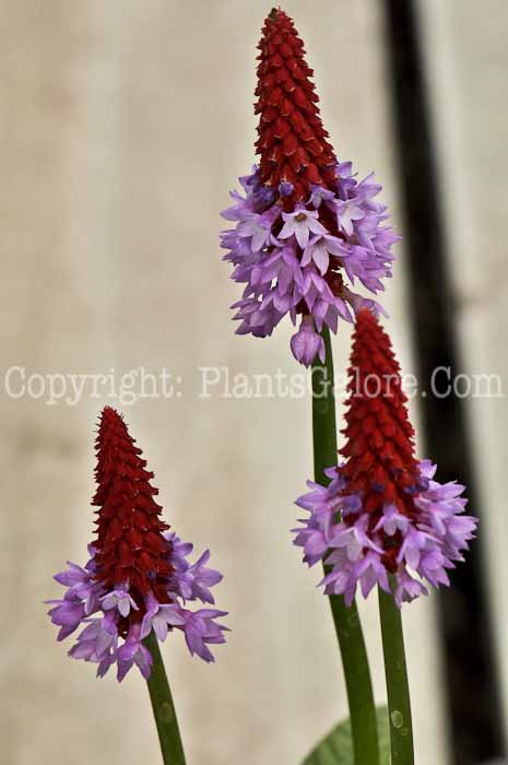 PGC-P-Primula-vialli-aka-Poker-Primrose-4