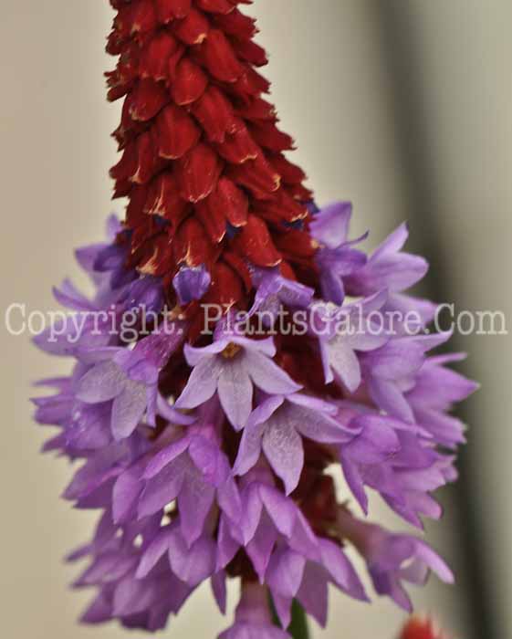 PGC-P-Primula-vialli-aka-Poker-Primrose-5