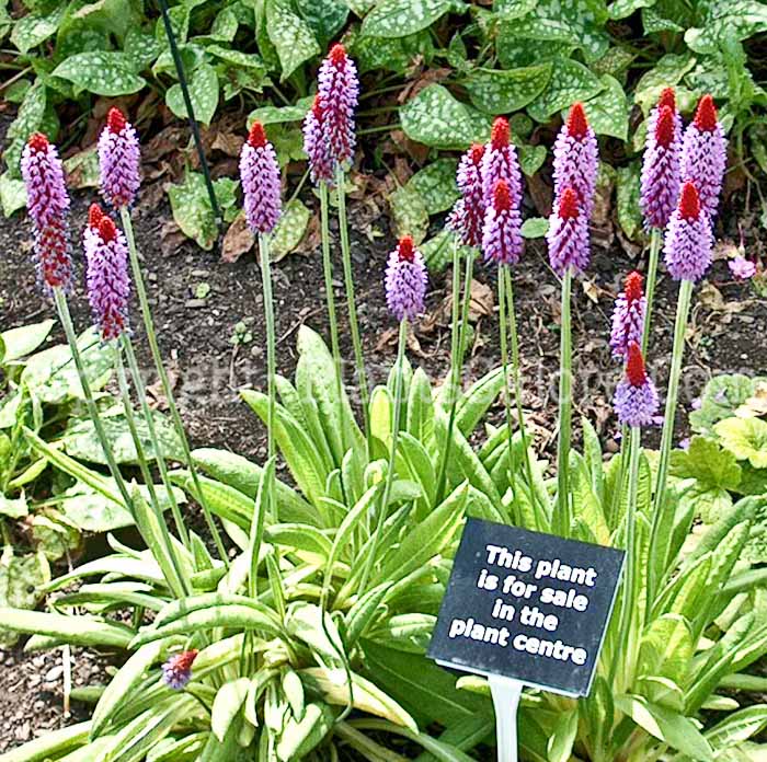 PGC-P-Primula-vialli-aka-Poker-Primrose-6